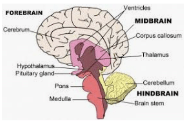 Brain training diagram